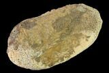 Fossil Hadrosaur Phalange - Alberta (Disposition #-) #143312-2